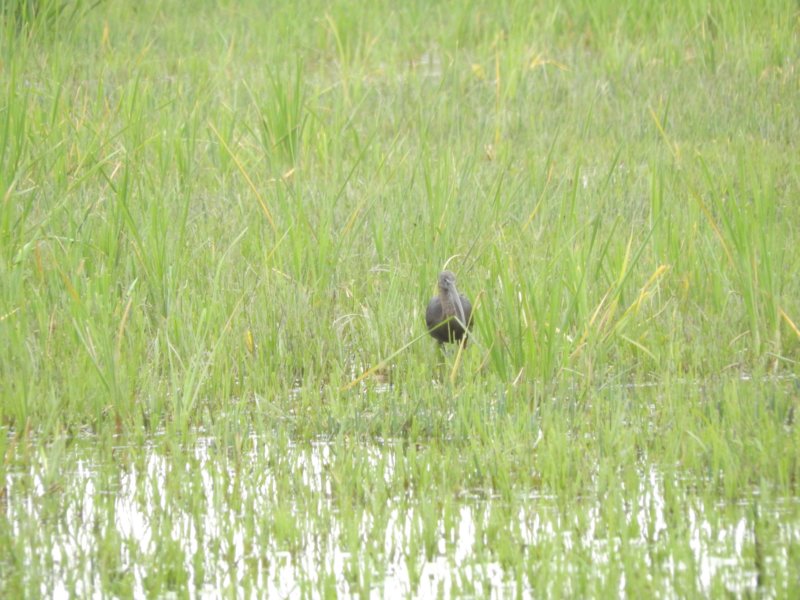 distantglossyibis.jpg