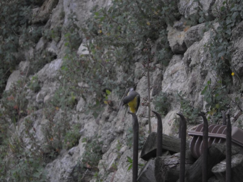 findthebird.jpg