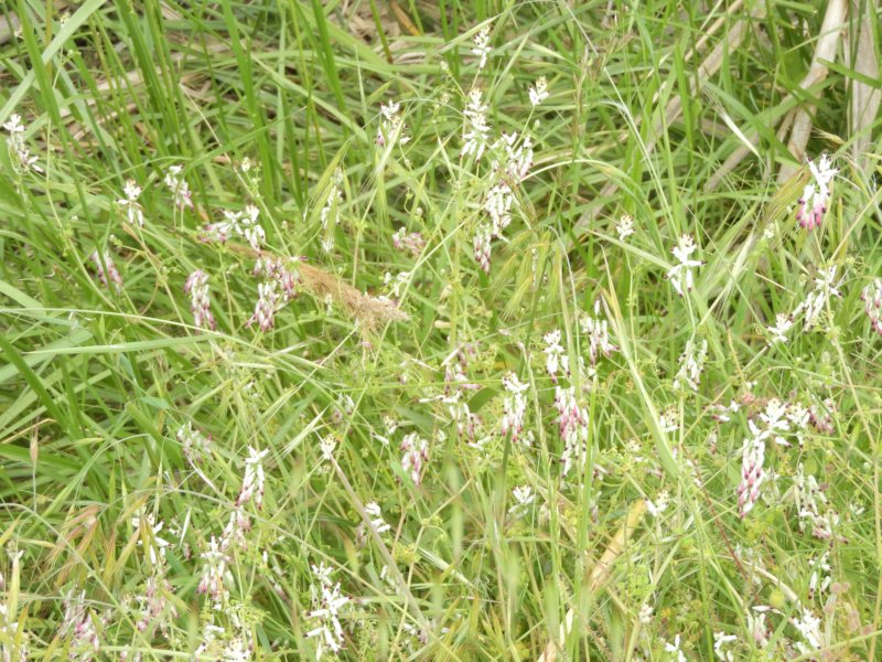 fumitory.jpg