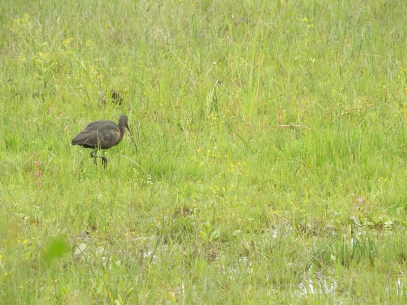glossyibis.jpg