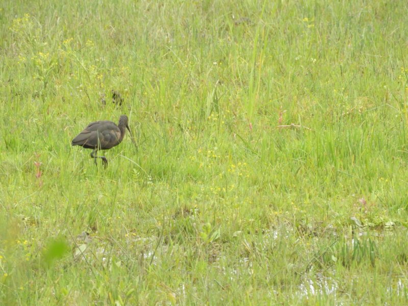 glossyibis.jpg