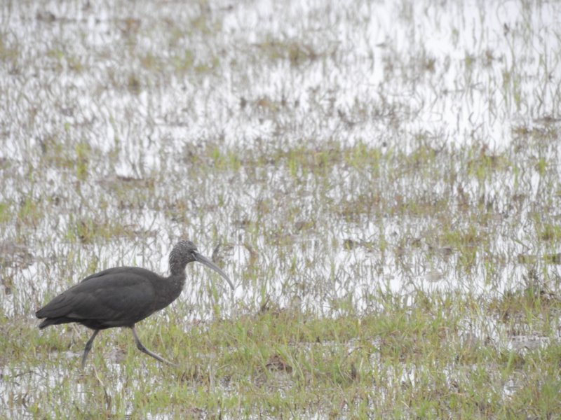 glossyibis2.jpg