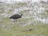 glossyibis3_small.jpg