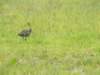 glossyibis_small.jpg
