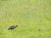 glossyibiswithsomesummerplumage_small.jpg