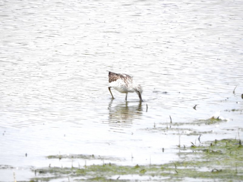 greenshank.jpg