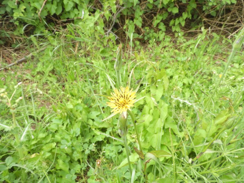 hawkweed.jpg