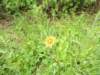 hawkweed_small.jpg