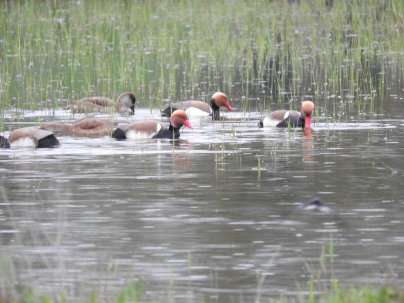 redcrestedpochard.jpg