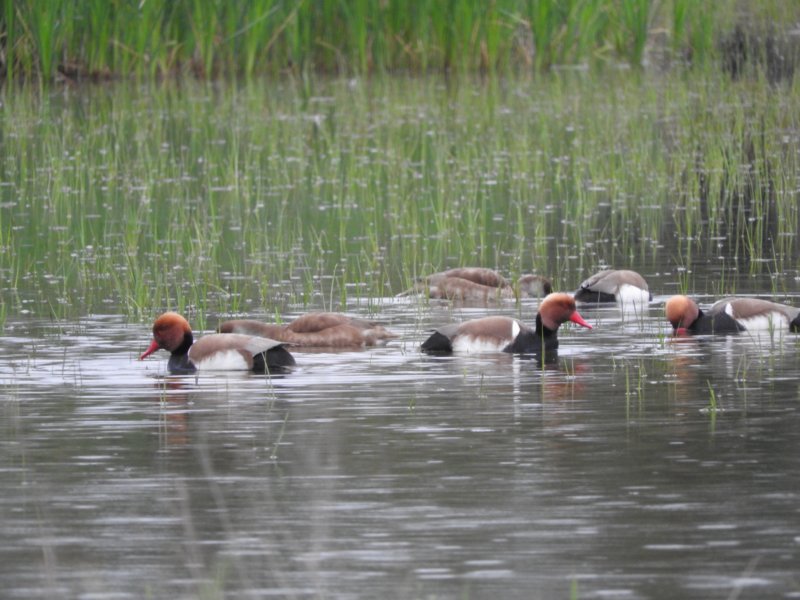 redcrestedpochard2.jpg