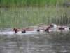 redcrestedpochard2_small.jpg