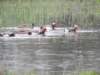 redcrestedpochard_small.jpg