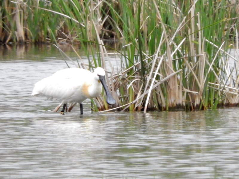 spoonbill.jpg