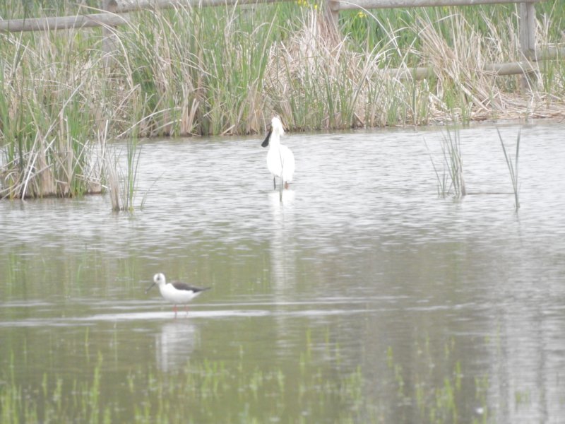 spoonbillcolourringed.jpg