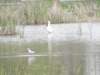 spoonbillcolourringed_small.jpg