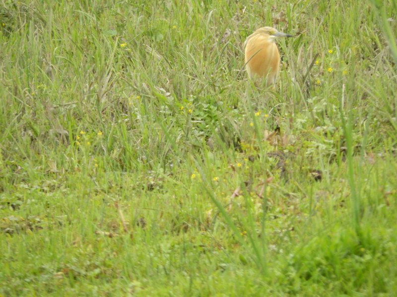 squaccoheron.jpg