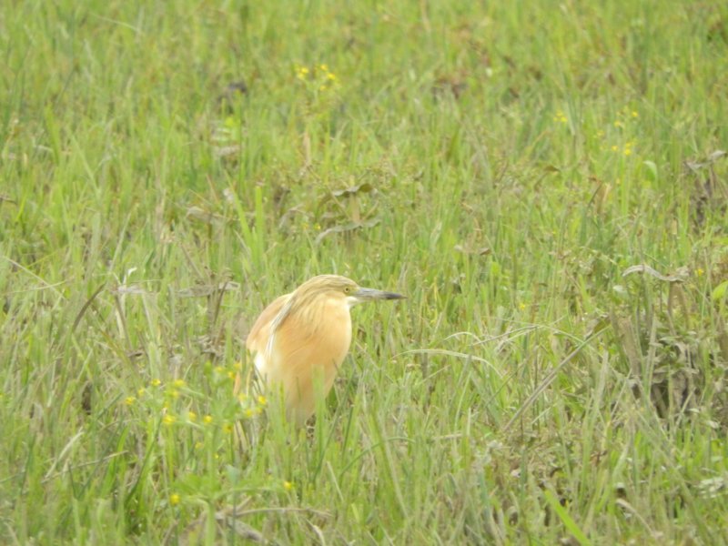 squaccoheron2.jpg