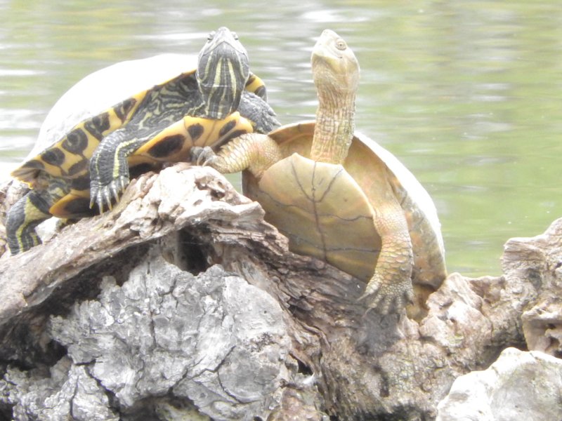 terrapins.jpg