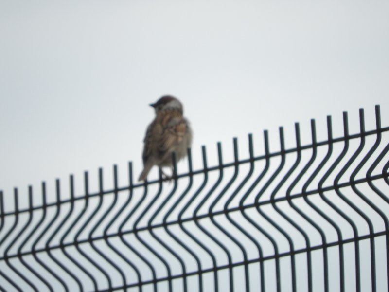 treesparrow.jpg