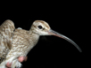 Whimbrel