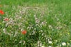 Bladder Campion