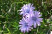 Chicory