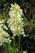 Elder flowered Orchid Hybrid