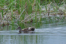Gadwall