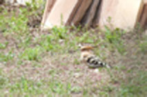 Hoopoe