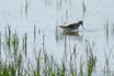 Marsh Sandpiper