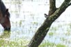 Pied Flycatcher