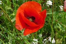 Poppy