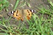 Painted Lady