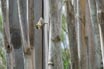 Wasp & Nest