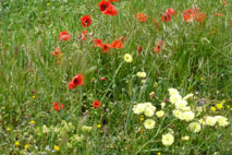 Waste ground flowers