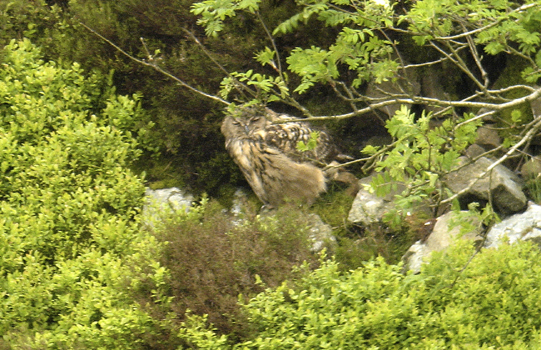 Eagle Owl