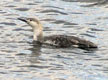 Red-throated Diver