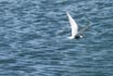 Whiskered Tern