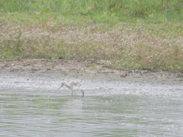 avocet.jpg