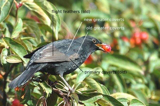 blackbird.jpg