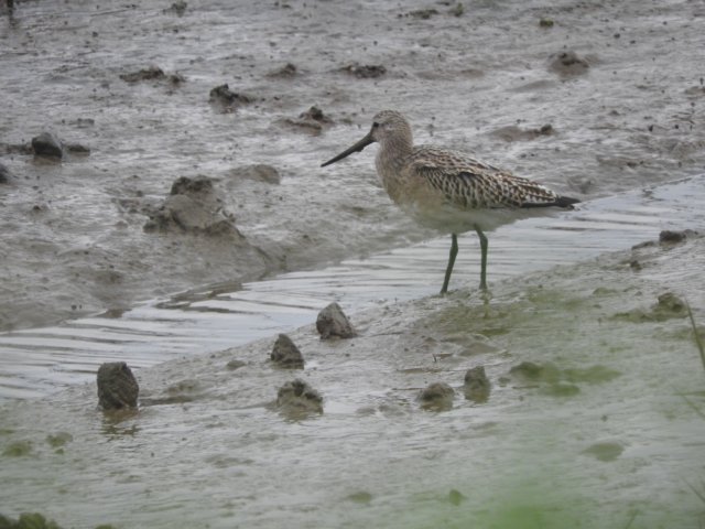 blacktailedgodwit.jpg