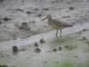 blacktailedgodwit_small.jpg