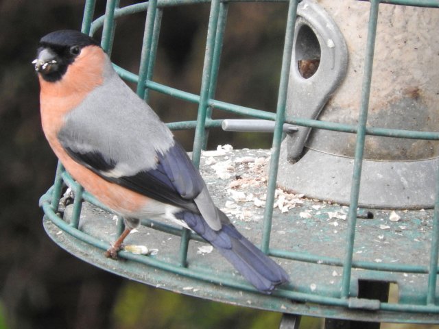 bullfinch.jpg