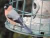 bullfinch_small.jpg