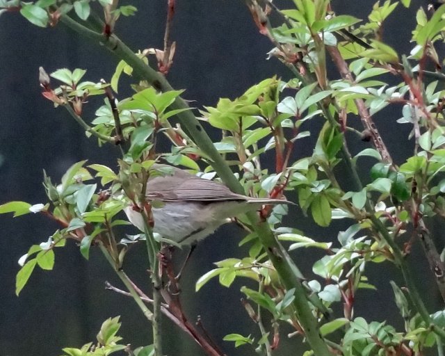 chiffchaff.jpg