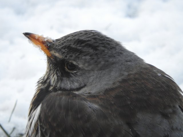 fieldfare.jpg