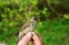 gardenwarbler_small.jpg