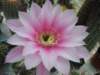 hybridlobivia_echinopsis_small.jpg