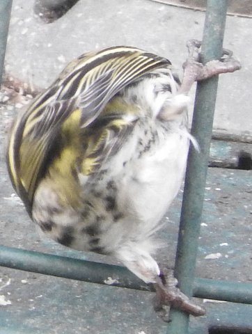 siskin.jpg