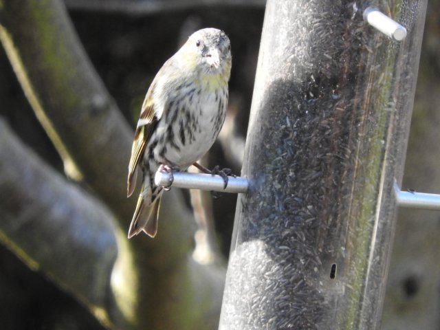 siskin2.jpg